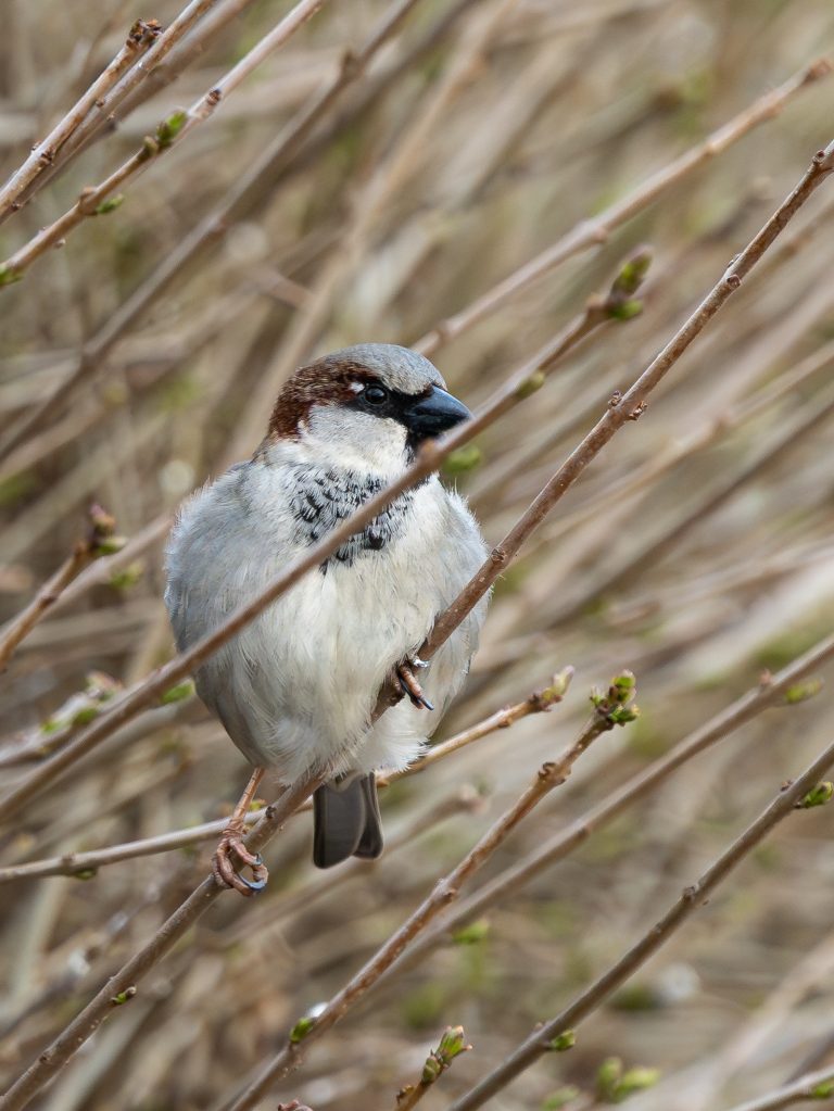 Haussperling sitzt auf einer Hecke