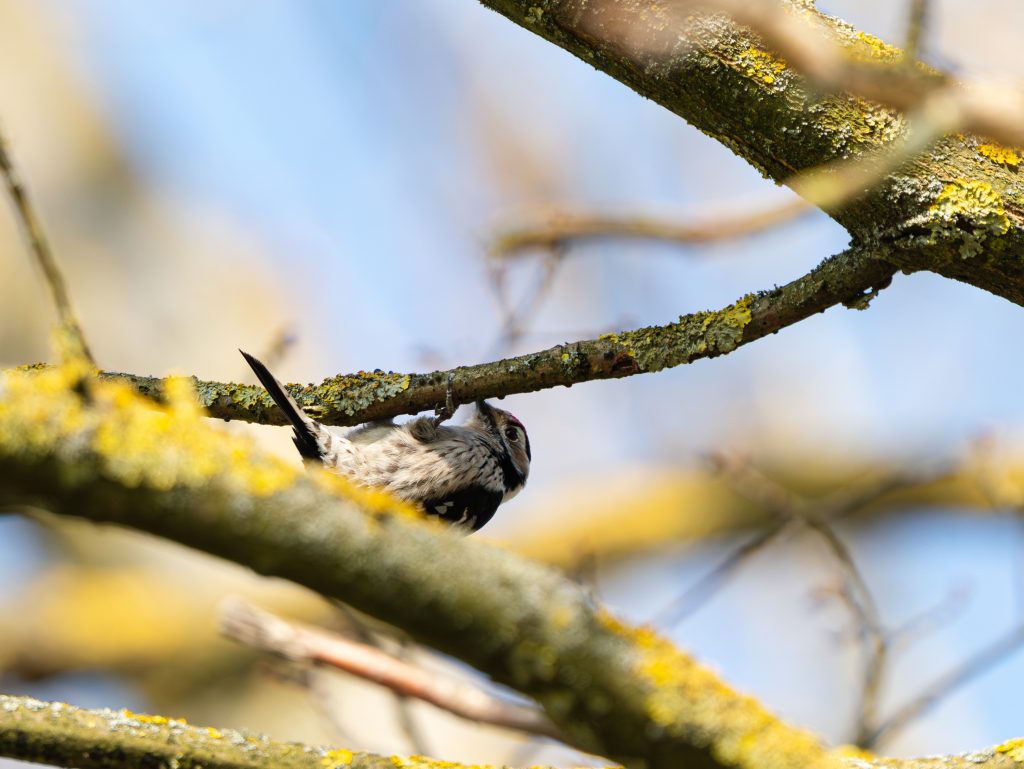 Kleinspecht (Dryobates minor) sitzt auf einem moosbewachsenen Ast vor hellem, blauem Himmel. Nahaufnahme eines Vogels mit schwarz-weiß gemustertem Gefieder und rotem Scheitel.