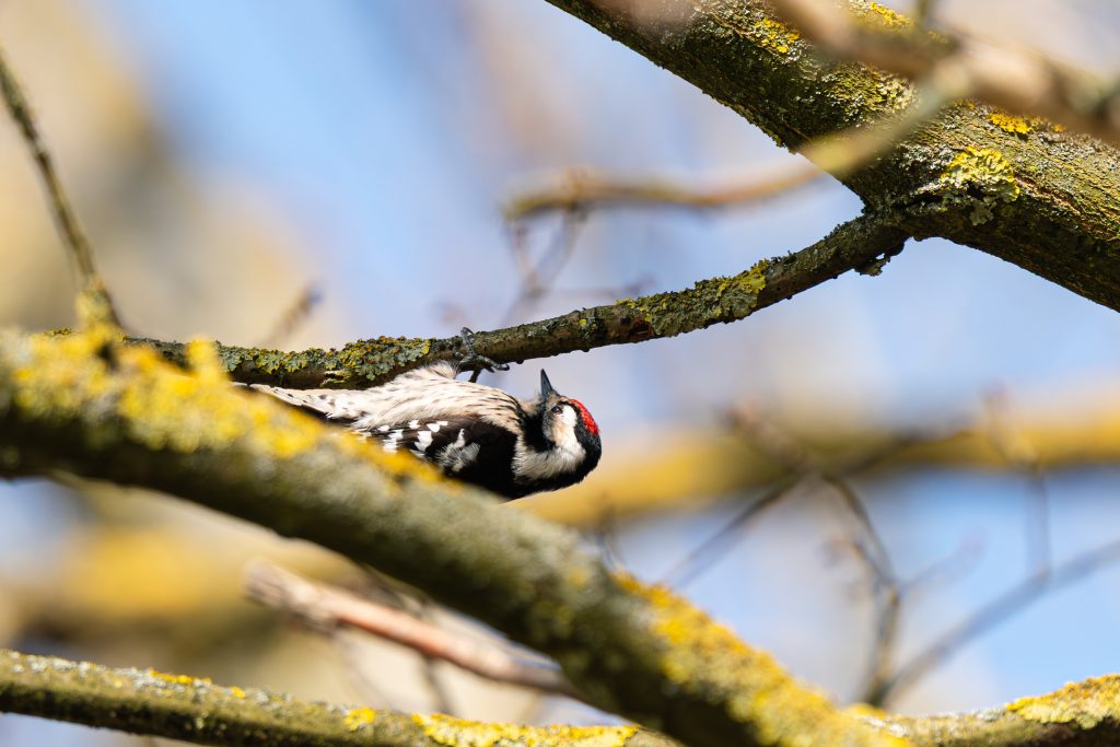 Kleinspecht (Dryobates minor) sitzt auf einem moosbewachsenen Ast vor hellem, blauem Himmel. Nahaufnahme eines Vogels mit schwarz-weiß gemustertem Gefieder und rotem Scheitel.