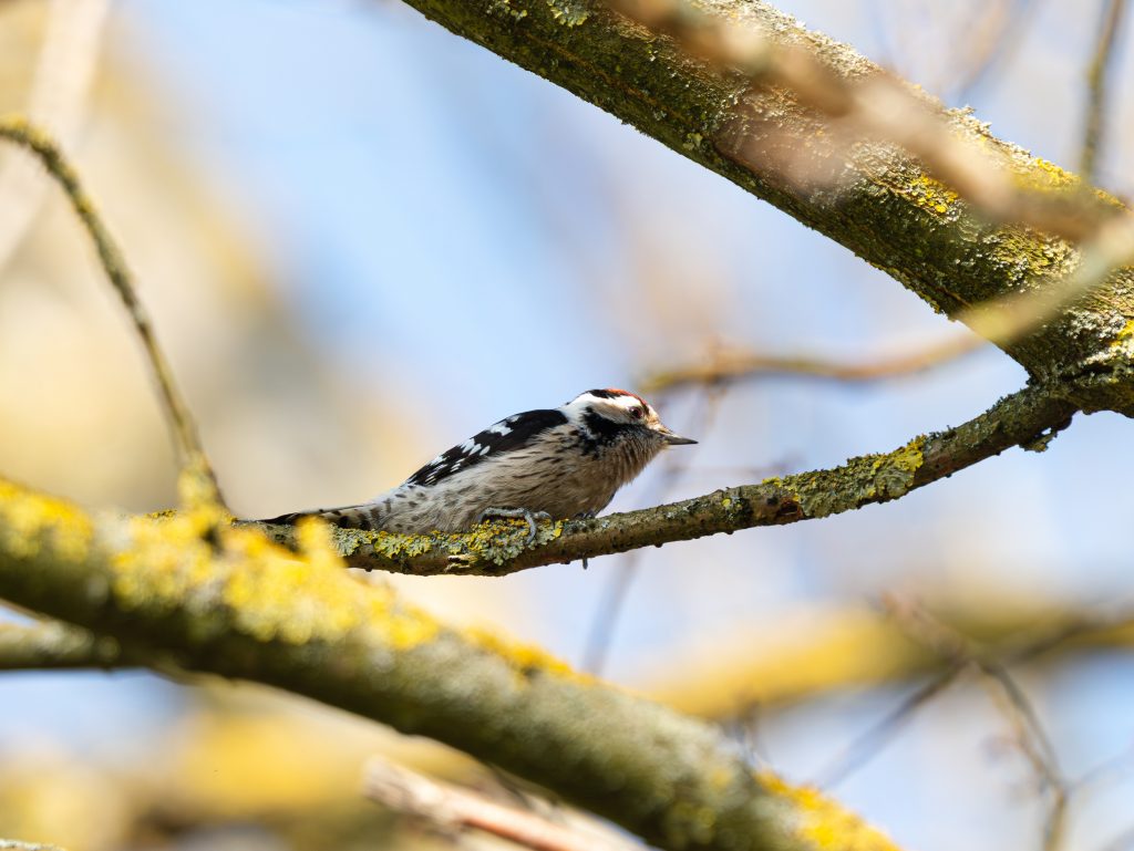 Kleinspecht (Dryobates minor) sitzt auf einem moosbewachsenen Ast vor hellem, blauem Himmel. Nahaufnahme eines Vogels mit schwarz-weiß gemustertem Gefieder und rotem Scheitel.