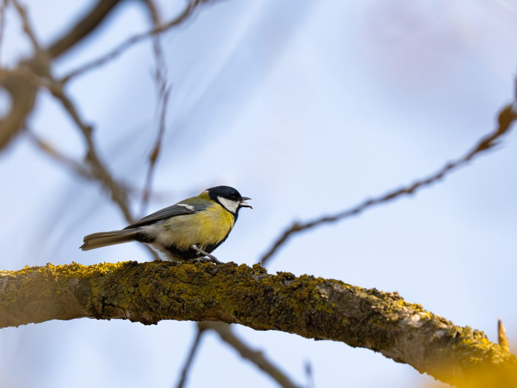 Kohlmeise (Parus major) sitzt auf einem moosbewachsenen Ast vor hellem, blauem Himmel. Nahaufnahme eines Vogels mit gelber Brust, schwarzem Kopf und weißem Wangenfleck.