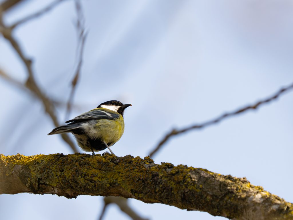 Kohlmeise (Parus major) sitzt auf einem moosbewachsenen Ast vor hellem, blauem Himmel. Nahaufnahme eines Vogels mit gelber Brust, schwarzem Kopf und weißem Wangenfleck.