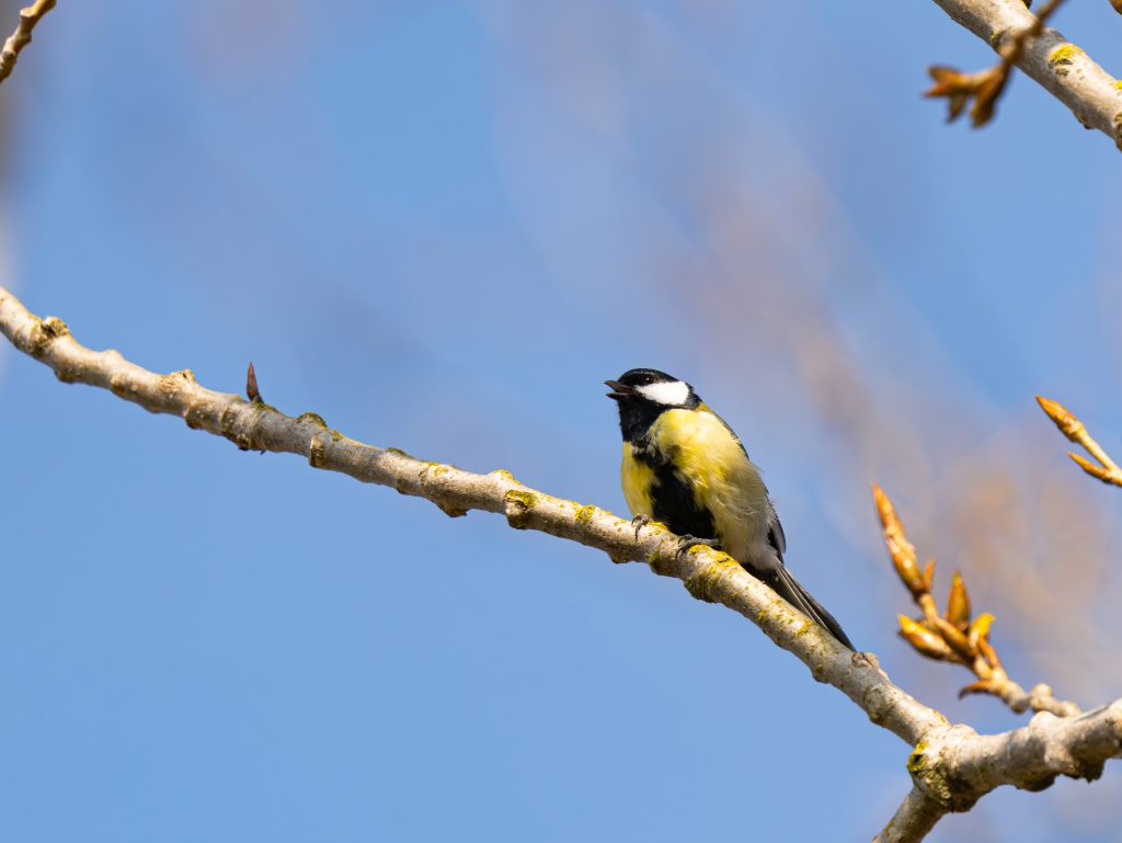 Kohlmeise (Parus major) sitzt auf einem moosbewachsenen Ast vor hellem, blauem Himmel. Nahaufnahme eines Vogels mit gelber Brust, schwarzem Kopf und weißem Wangenfleck.