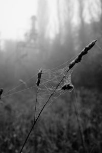 Spinnennetz im Herbst mit Tau