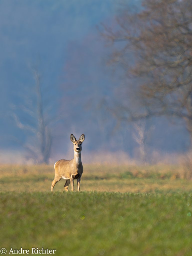 Ein Reh steht auf dem Feld und schaut in Richtung des Fotografen bei warmen nachmittags Sonnenschein