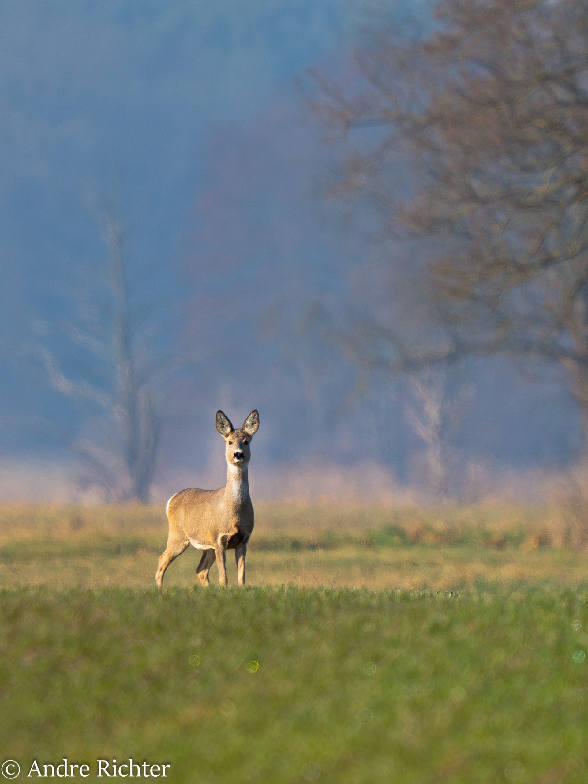 Eine Reh-Story: Geduld und Tarnung
