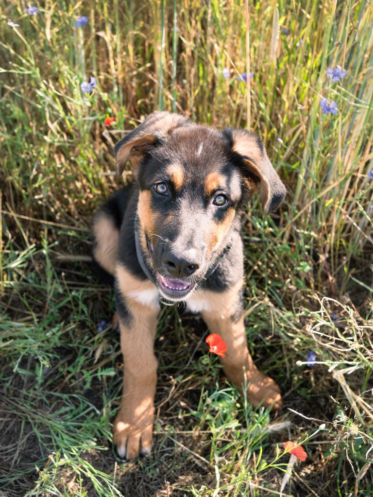 Endlich ist es soweit: Hundefotografie für eure Fellnasen ab sofort buchbar!