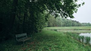 Gentle Rain Forest Walk